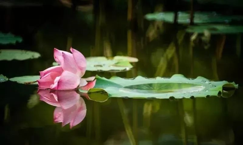 微湖湿地换景致，秋风依然送荷香