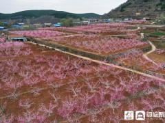 小小冬桃，让山亭焦山空村景美了，人富了